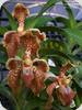 Vanda hastifera